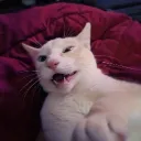quazkil