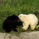 .killmepleaseiwannadie. avatar