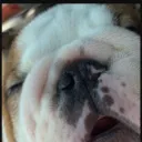takisbull.