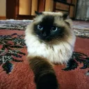 Аватар wizzi1574