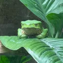 brophie