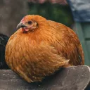 manderubrot