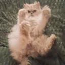 cat_lover9879 avatar