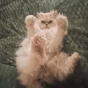 cat_lover9879 avatar