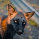 gloomyfoxx_