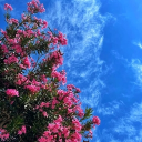 avatar Miss Understood🌸