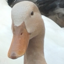 duck_man01
