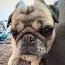 marechalbacon