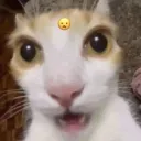 ⋆✩ 🍰  𝓆-𝓉𝒾𝓅 🐾 ✩⋆ avatar