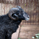 avatar Black Ram