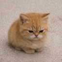 avatar 건드리면문다