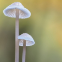 Fungi