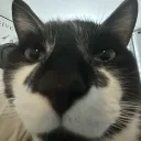 floxinity