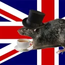 fancybritishrat avatar