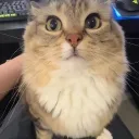 timmytheminion