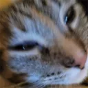 notbob_49208
