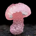 psilocybe.69