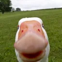donoobppl