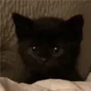 thecatreal