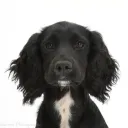 alfie0.1