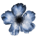 avatar 『☆🦋𝔛𝔈𝔑🦋☆』