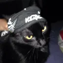 tadehack