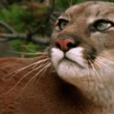 avatar Uziita mamacita