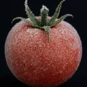 coldtomatoo
