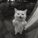 whyslvq