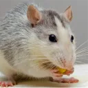 beansbeluga avatar