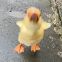 nyorong39