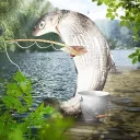 petryxabrokoli avatar