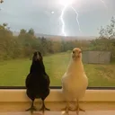 sillygil1y