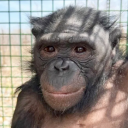 avatar der_blanke_hohn