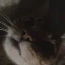 3louaboba