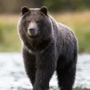 bearbattle32