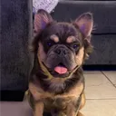 ianthepug