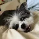 mannecio