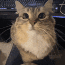 avatar Vericu⁶⁶⁶