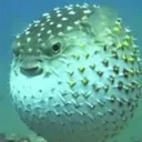 _puff3rf1sh_