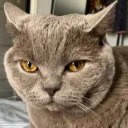 mr.bingus1