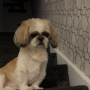 avatar quack liv! ౨ৎ