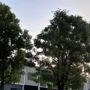 kuyw1