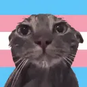 niftynova