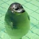 Аватар irir0290