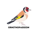 ornithopassion avatar
