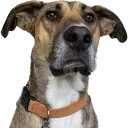 definitely_will