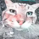 dalbaeb_xyesos avatar