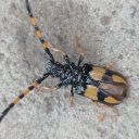 davae1_30174's Avatar