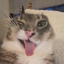 avatar ᴘ ʀ ᴏ ɢ ᴀ ᴍ ɪ ɴ ɢ